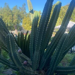 Meet your Posher, Alfonso